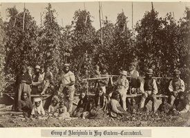 Coranderrk hops gardens c.1877